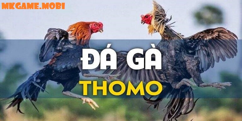 Tổng quan về trò chơi đá gà thomo tại kênh Mk.com